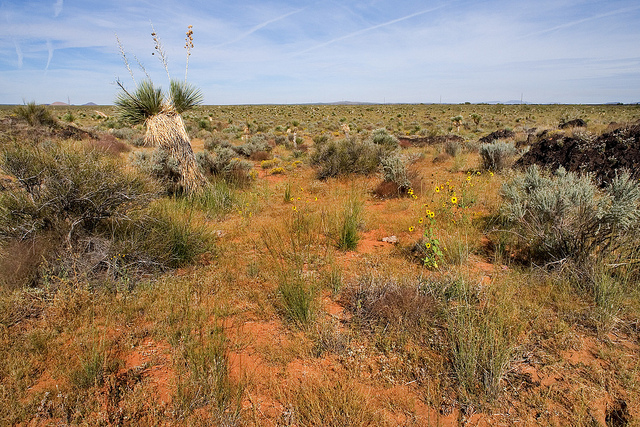 Atriplex californica (Atriplex californica)
