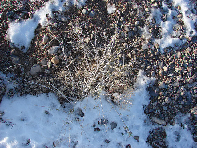 Atriplex canescens