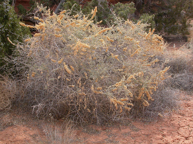 Atriplex canescens