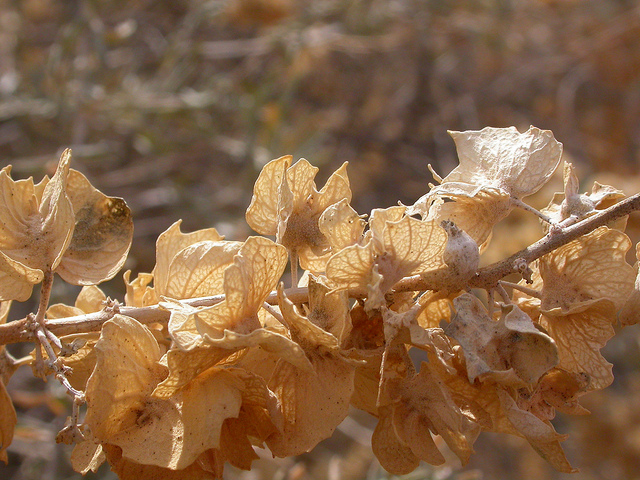 Atriplex canescens
