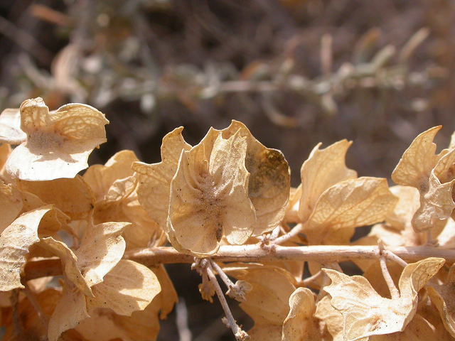 Atriplex canescens (Atriplex canescens)