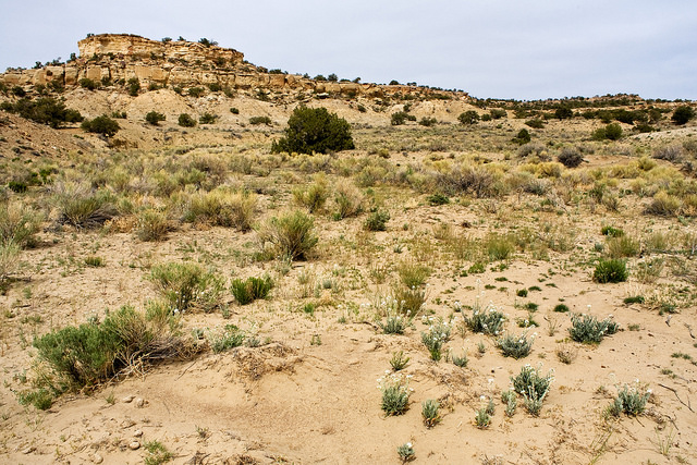 Atriplex cinerea
