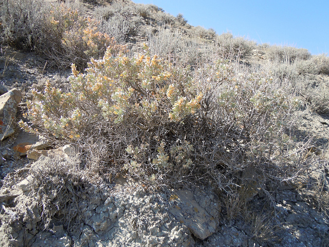 Atriplex confertifolia