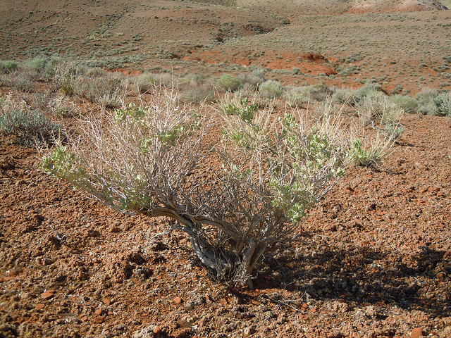 Atriplex confertifolia
