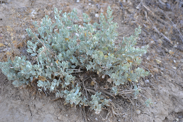 Atriplex confertifolia