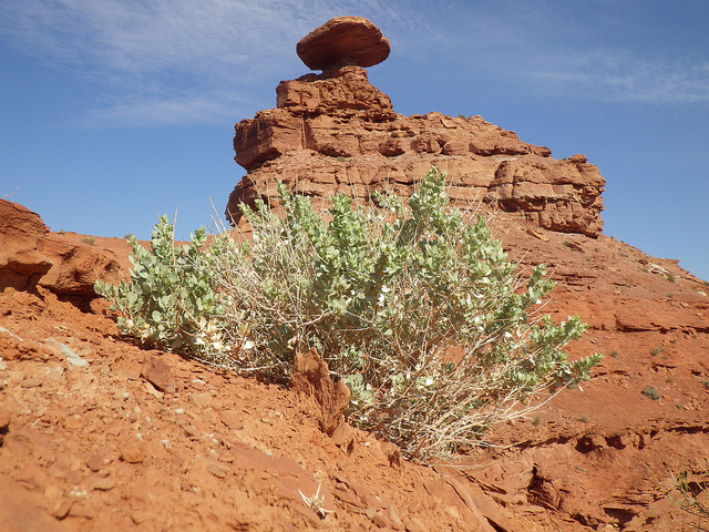 Atriplex confertifolia