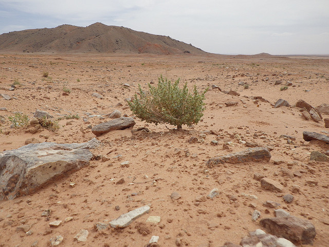 Atriplex confertifolia
