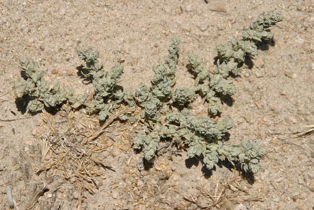 Atriplex coronata