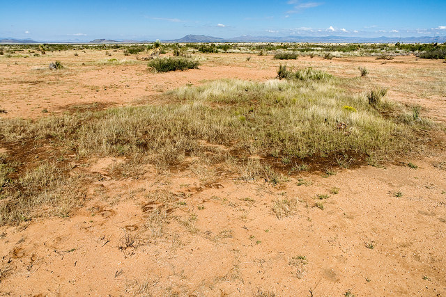 Atriplex elegans