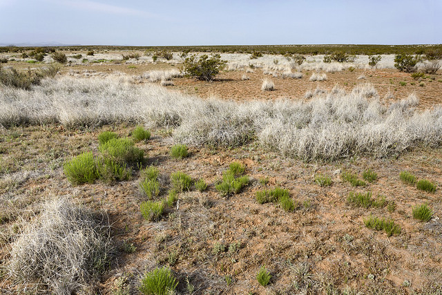 Atriplex elegans