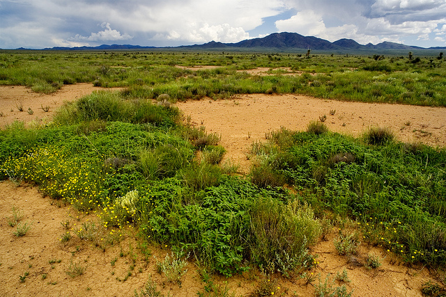 Atriplex elegans