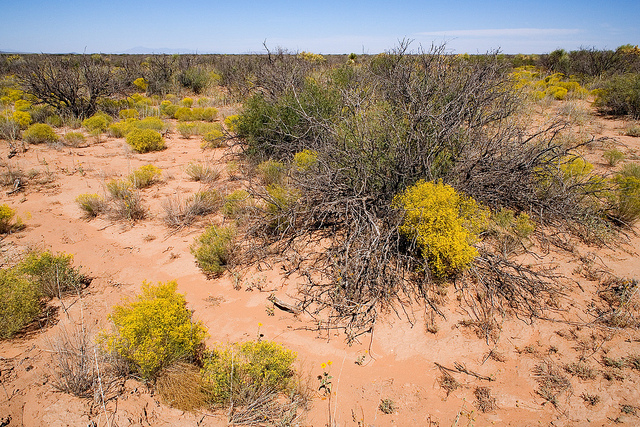 Atriplex elegans (Atriplex elegans)