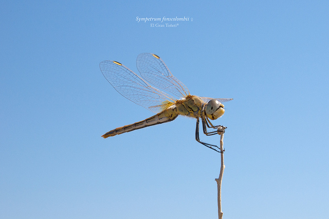 Arroche halime (Atriplex halimus)