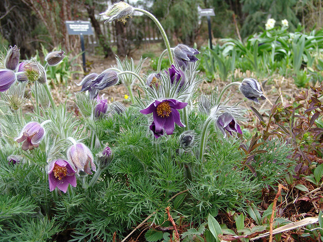 Arroche des jardins