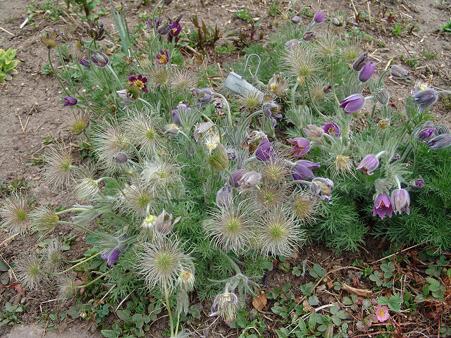 Arroche des jardins