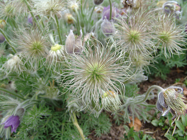 Arroche des jardins
