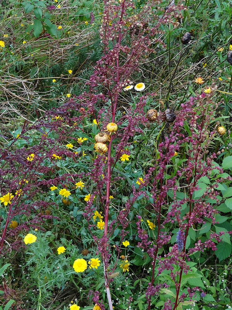Arroche des jardins