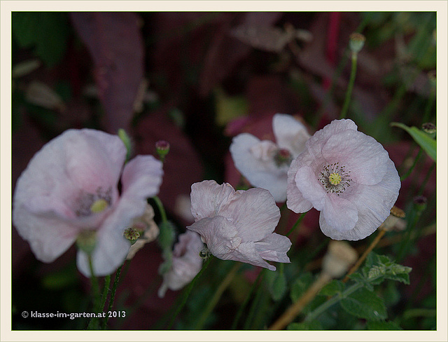 Arroche des jardins (Atriplex hortensis)