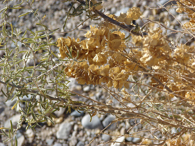Buisson à cailles