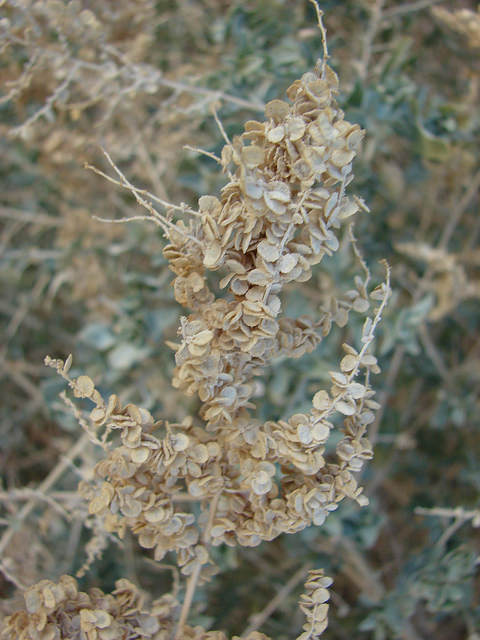 Buisson à cailles