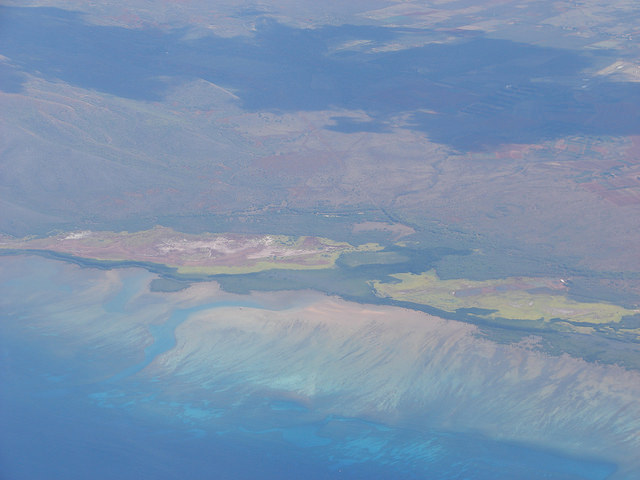 Buisson à cailles (Atriplex lentiformis)