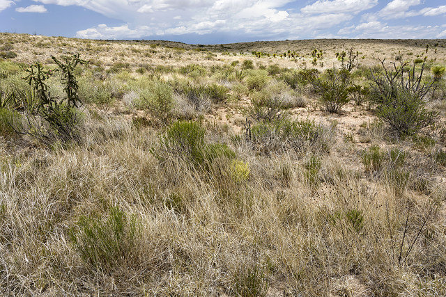 Arroche à long pédoncule (Atriplex longipes)