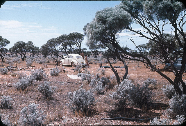 Arroche nummulaire (Atriplex nummularia)