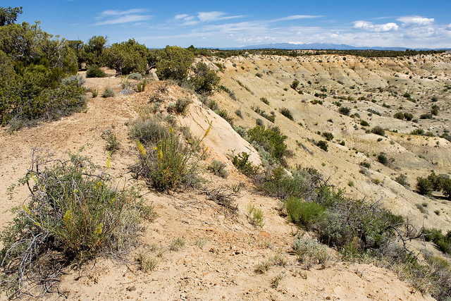 Arroche à feuilles oblongues (Atriplex oblongifolia)