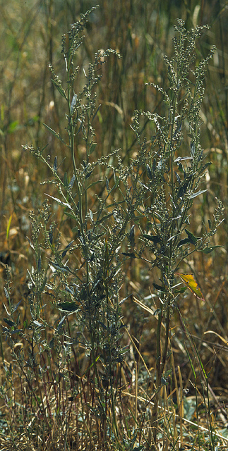 Arroche étalée