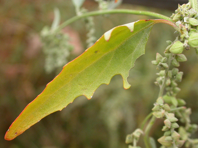 Arroche étalée