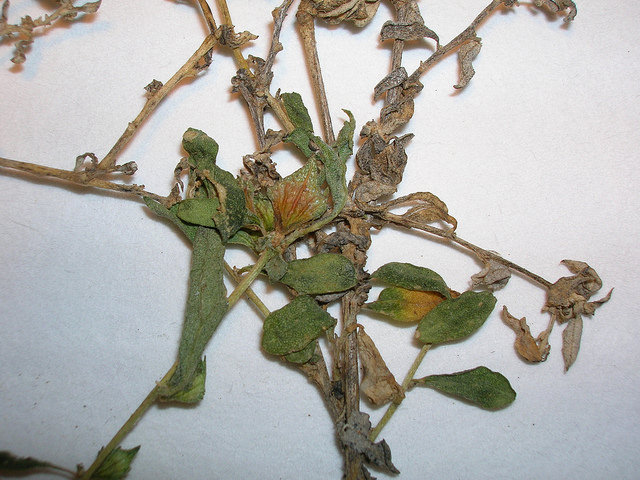 Atriplex semibaccata