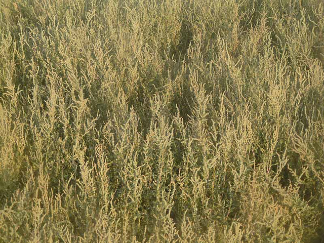 Arroche de tartarie (Atriplex tatarica)