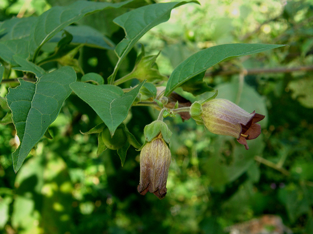 Belladone (Atropa bella-donna)