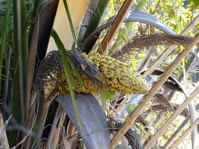 Attalea brasiliensis