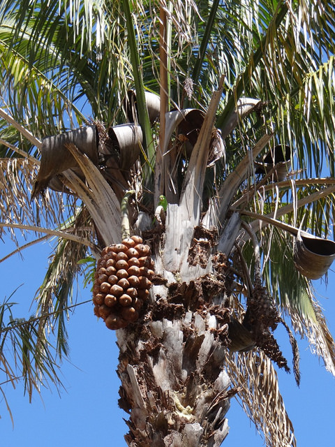 Attalea brasiliensis