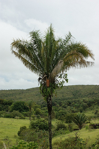 Attalea brasiliensis