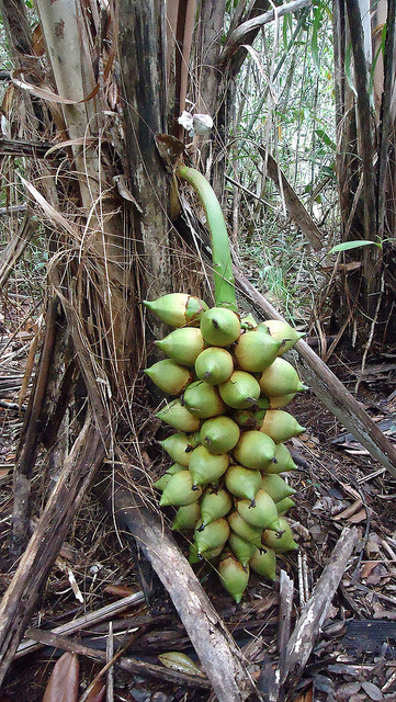 Attalea brasiliensis