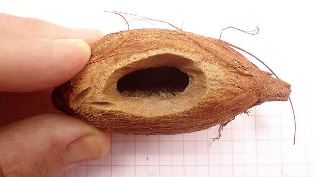 Attalea brasiliensis