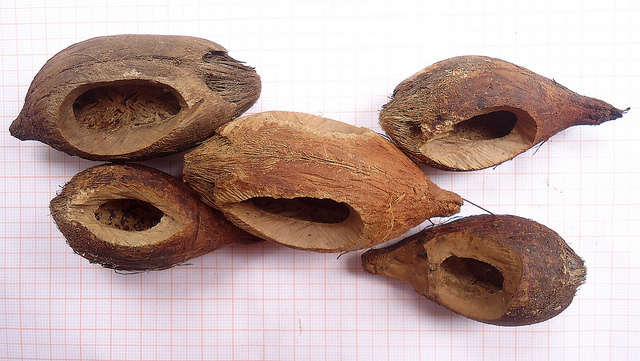 Attalea brasiliensis