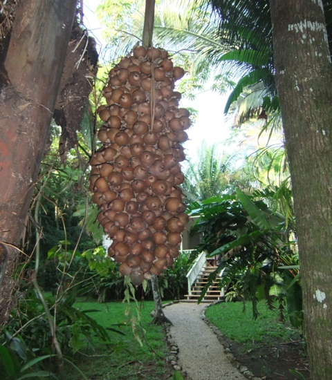 Palmier cohune (Attalea cohune)