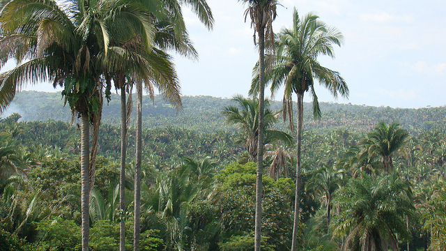 Babassou (Attalea speciosa)