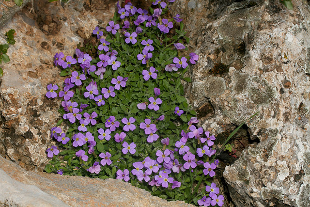 Aubriète deltoïde