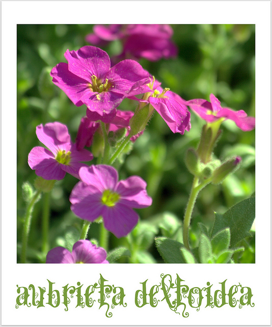 Aubriète deltoïde