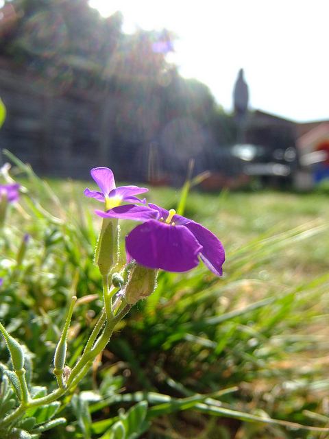 Aubriète deltoïde