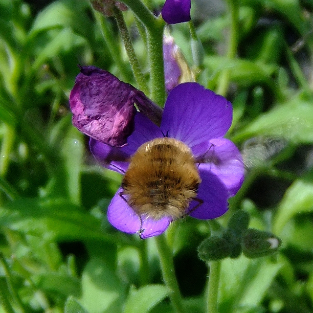 Aubriète deltoïde