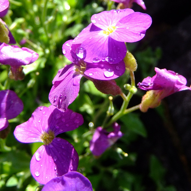 Aubriète deltoïde