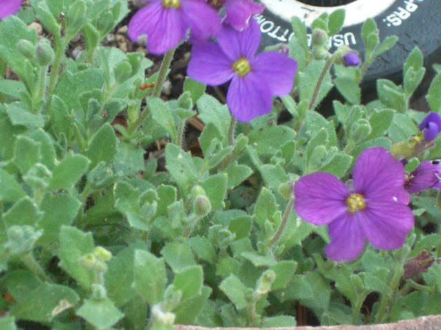 Aubriète deltoïde (Aubrieta deltoidea)