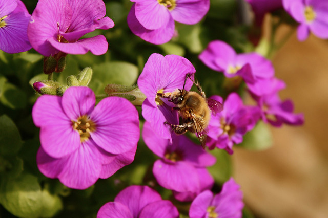 Aubrieta gracilis