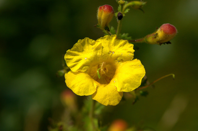 Aureolaria grandiflora (Aureolaria grandiflora)