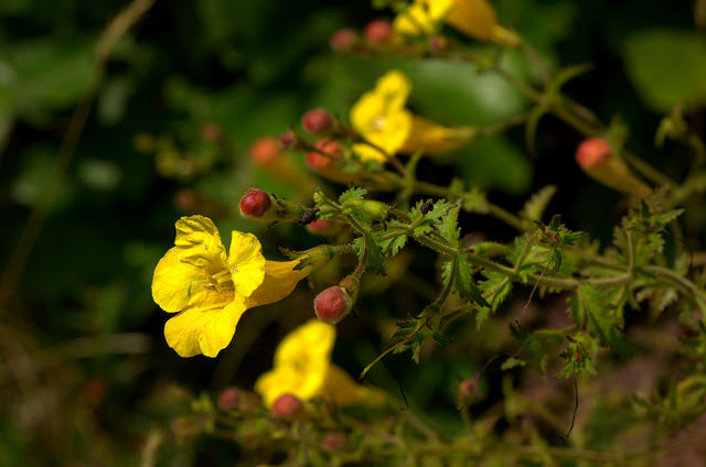 Aureolaria grandiflora
